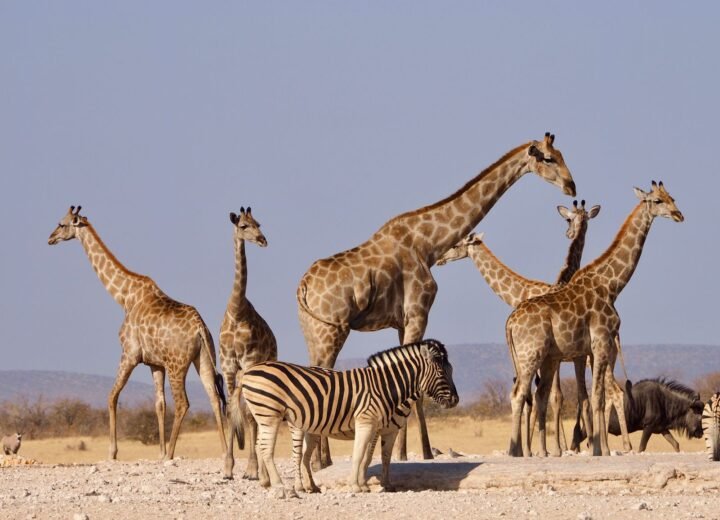 6 Days Tarangire, Ngorongoro and Serengeti Safari