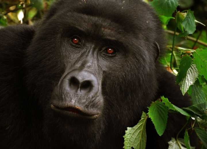 6 Days Uganda Gorilla, Golden Monkey and Lake Bunyonyi Safari