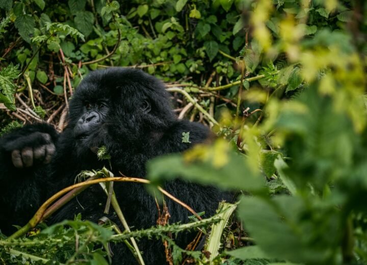 6 Days Uganda Gorilla Habituation and Chimpanzee Safari