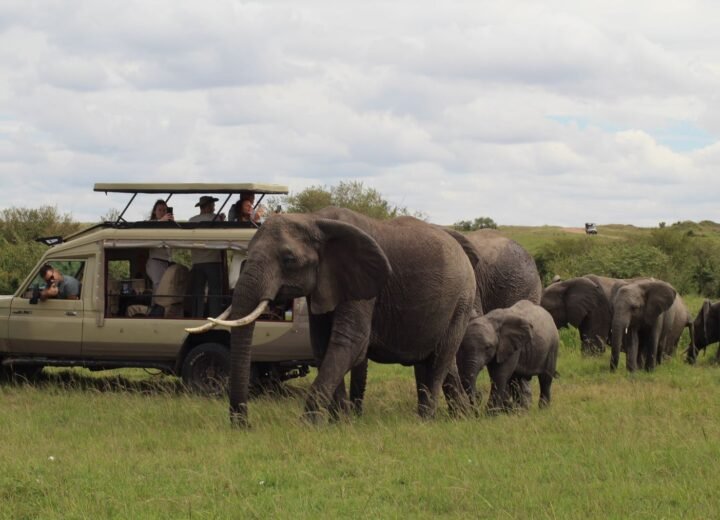 7 Days Amboseli, Lake Naivasha and Maasai Mara Safari