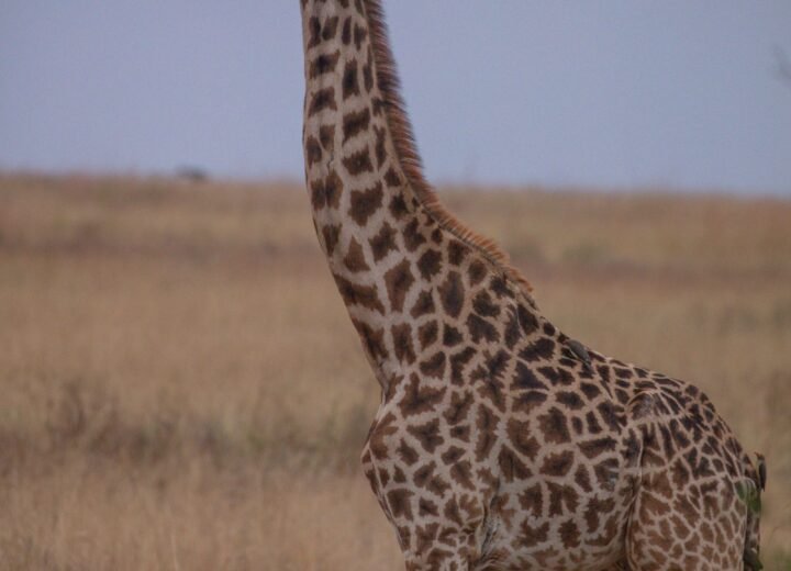 7 Days Kenya Luxury Fly-In Safari