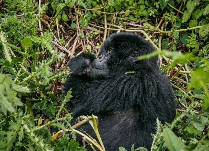 7 Days Rwanda and Uganda Double Gorilla Trekking Safari