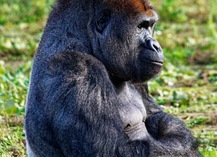 7 Days Rwanda Gorillas, Akagera and Lake Kivu Safari