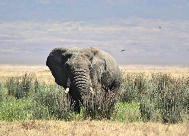 7 Days Tanzania Big Five Safari