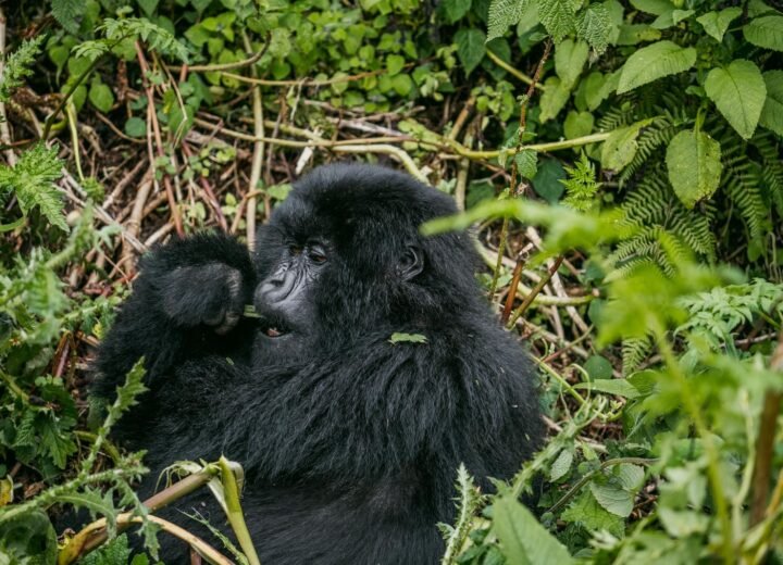 7 Days Uganda Luxury Gorilla and Chimpanzee Fly-In Safari