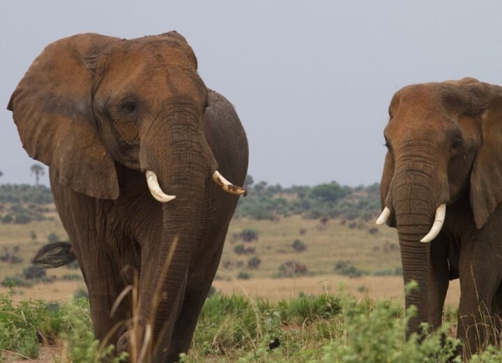 7 Days Uganda Primates and Wildlife Safari