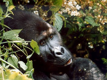 8 Days Congo Lowland and Rwanda Mountain Gorilla Safari