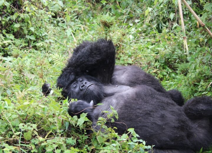 8 Days Rwanda Luxury Highlights Safari