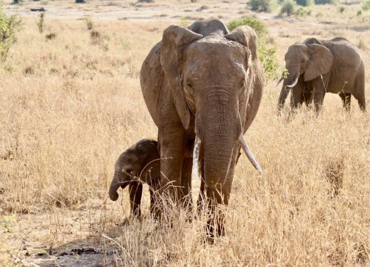 8 Days Tanzania Family Safari