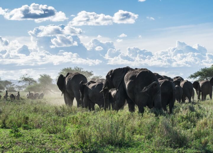 8 Days Tanzania Luxury Migration Safari
