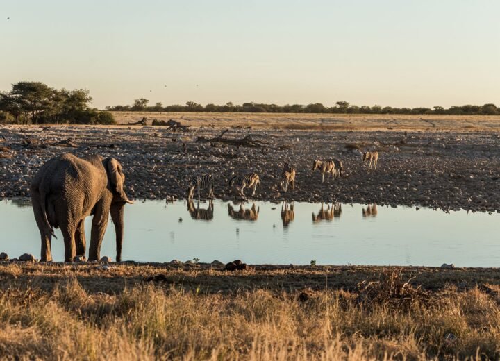 8 Days Tsavo, Amboseli and Kenya Coast Safari
