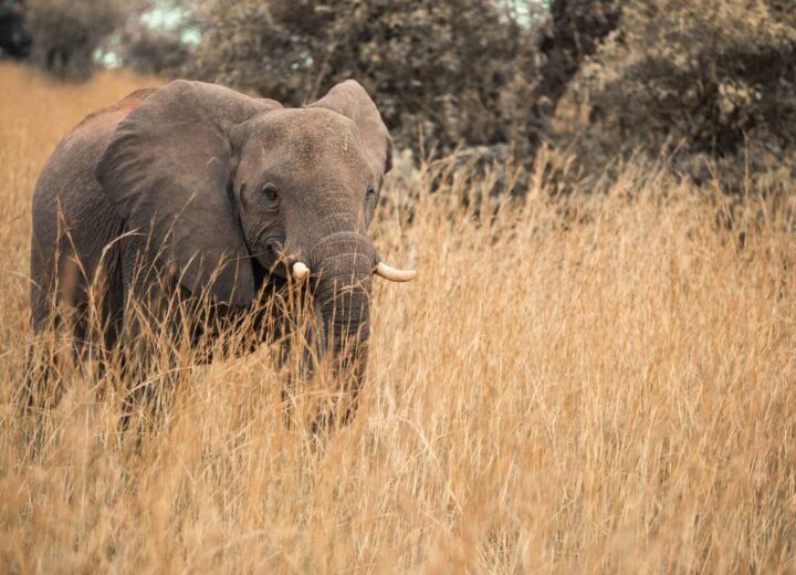 8 Days Uganda Gorilla, Chimpanzee and Big Five Safari