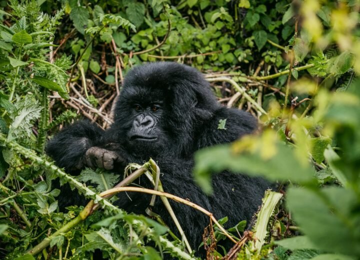 9 Days Great Apes of Uganda and Rwanda Safari