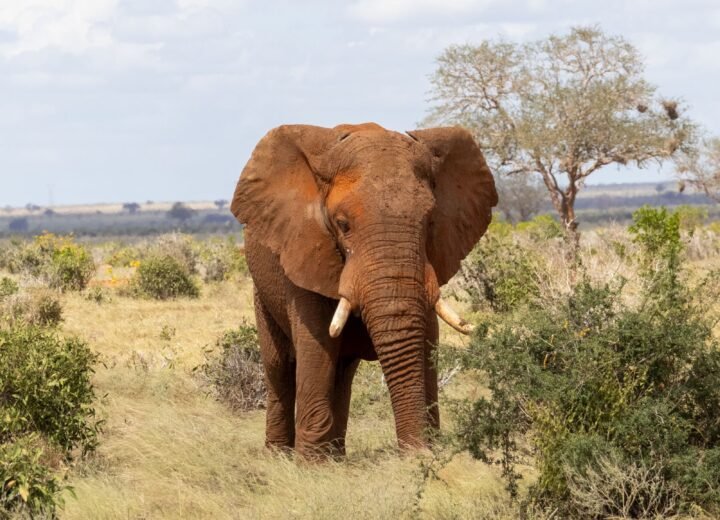 9 Days Kenya and Tanzania Big Five Safari