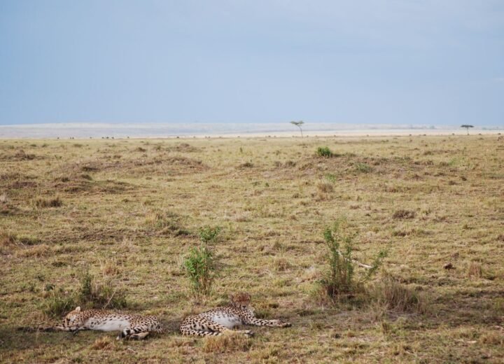 9 Days Kenya Great Migration and Conservancy Safari