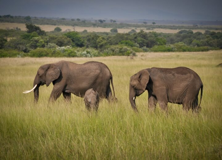 9 Days Serengeti, Ngorongoro and Tarangire Safari