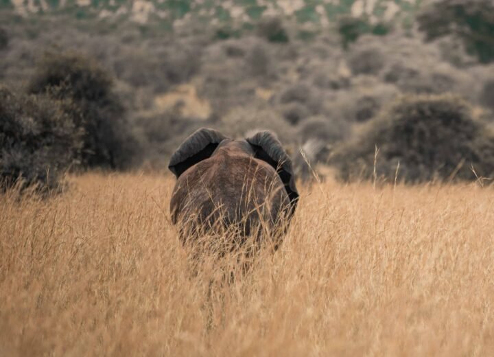 9 Days Uganda Gorilla, Chimpanzee and Wildlife Safari