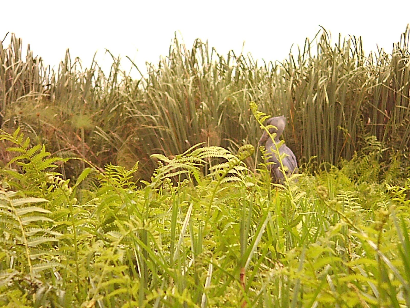 Adult shoebill standing in Mabamba Wetlands, Uganda