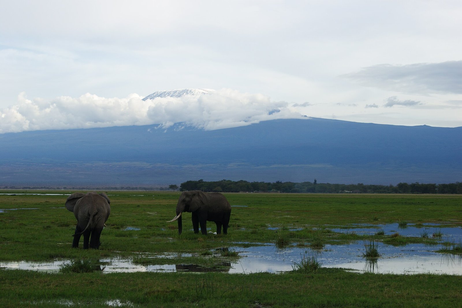 Elephants in Samburu, Kenya