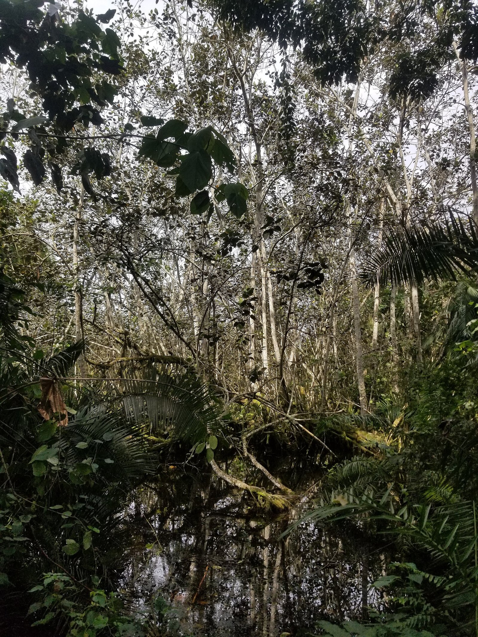 Papyrus wetland habitat at Bigodi near Kibale Forest, Uganda