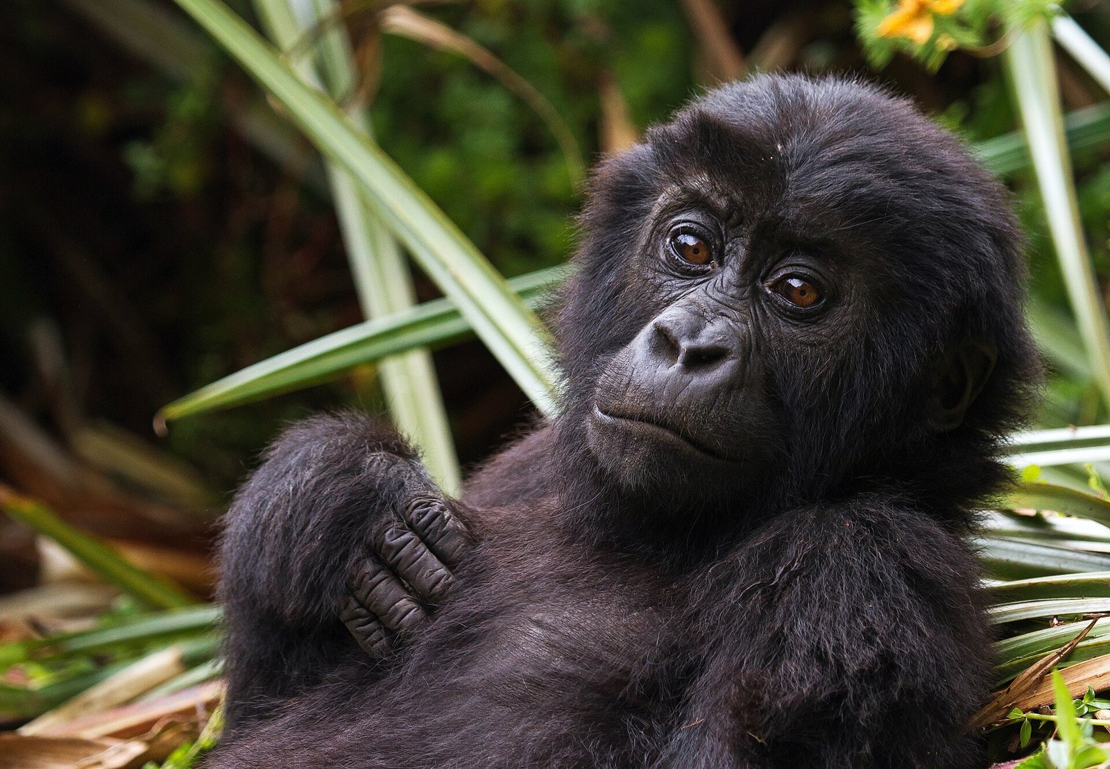 Grauer’s gorilla in Kahuzi-Biega National Park, Democratic Republic of the Congo