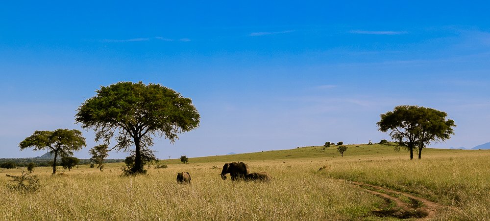 Elephant family with young in Kidepo Valley National Park, Uganda