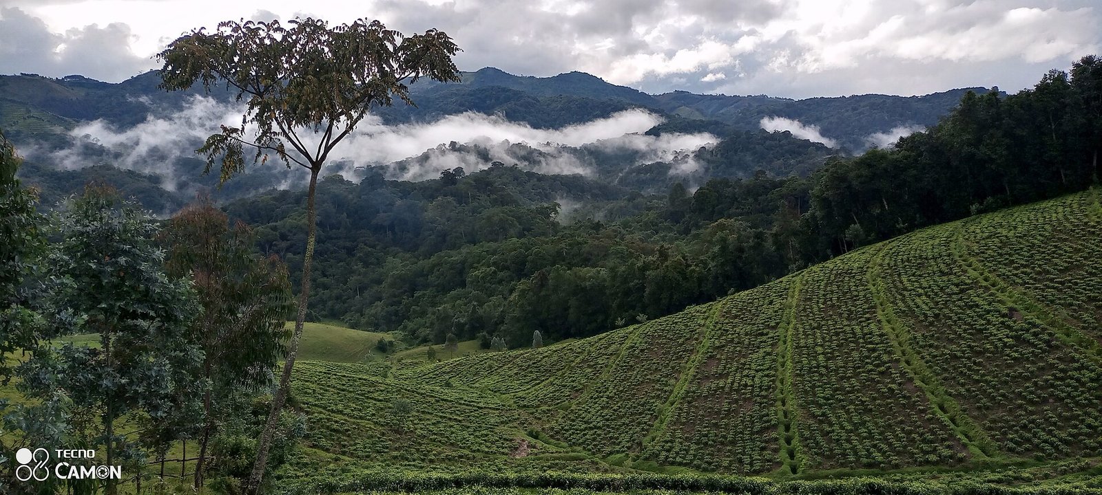 Natural forest habitat in Gishwati, northwestern Rwanda