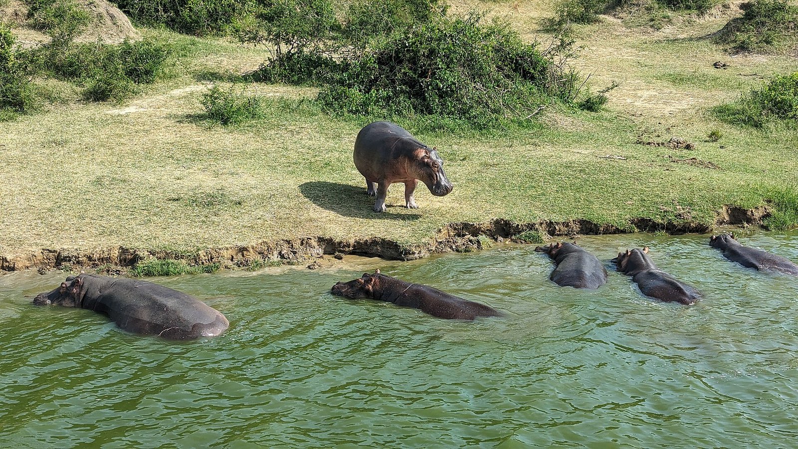 Hippos in the Kazinga Channel in Queen Elizabeth National Park, Uganda