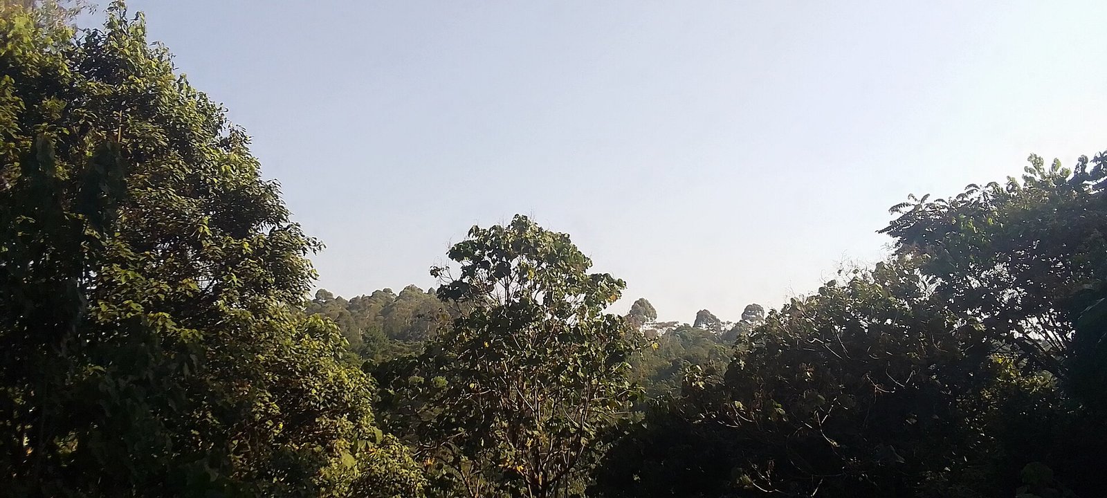 Hippopotamus in Rusizi National Park, Burundi