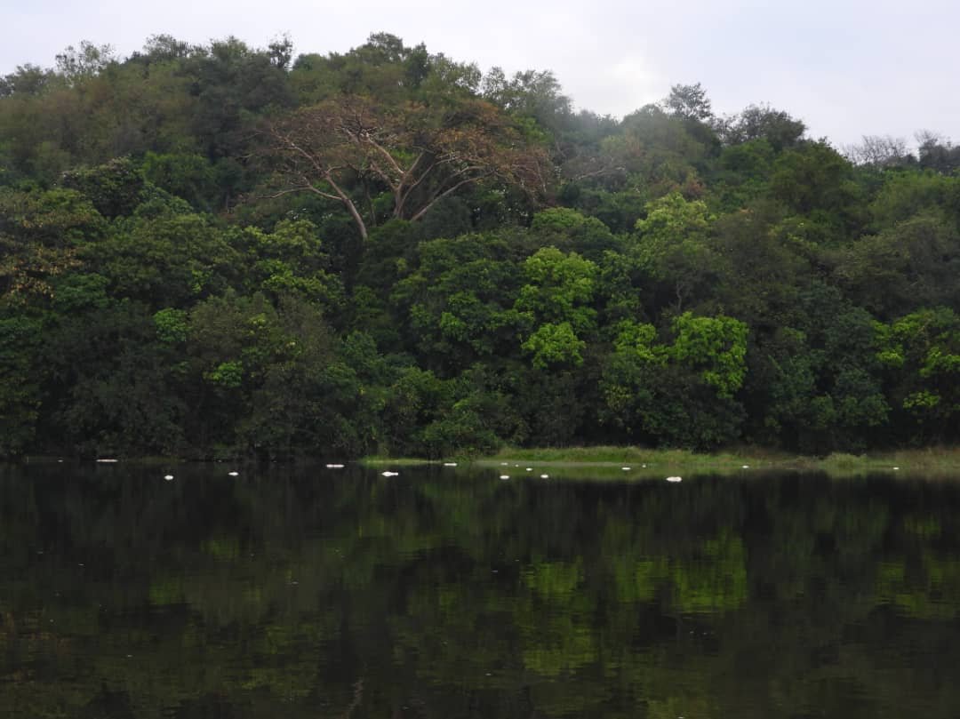 Dense tropical vegetation inside Mabira Forest, Uganda