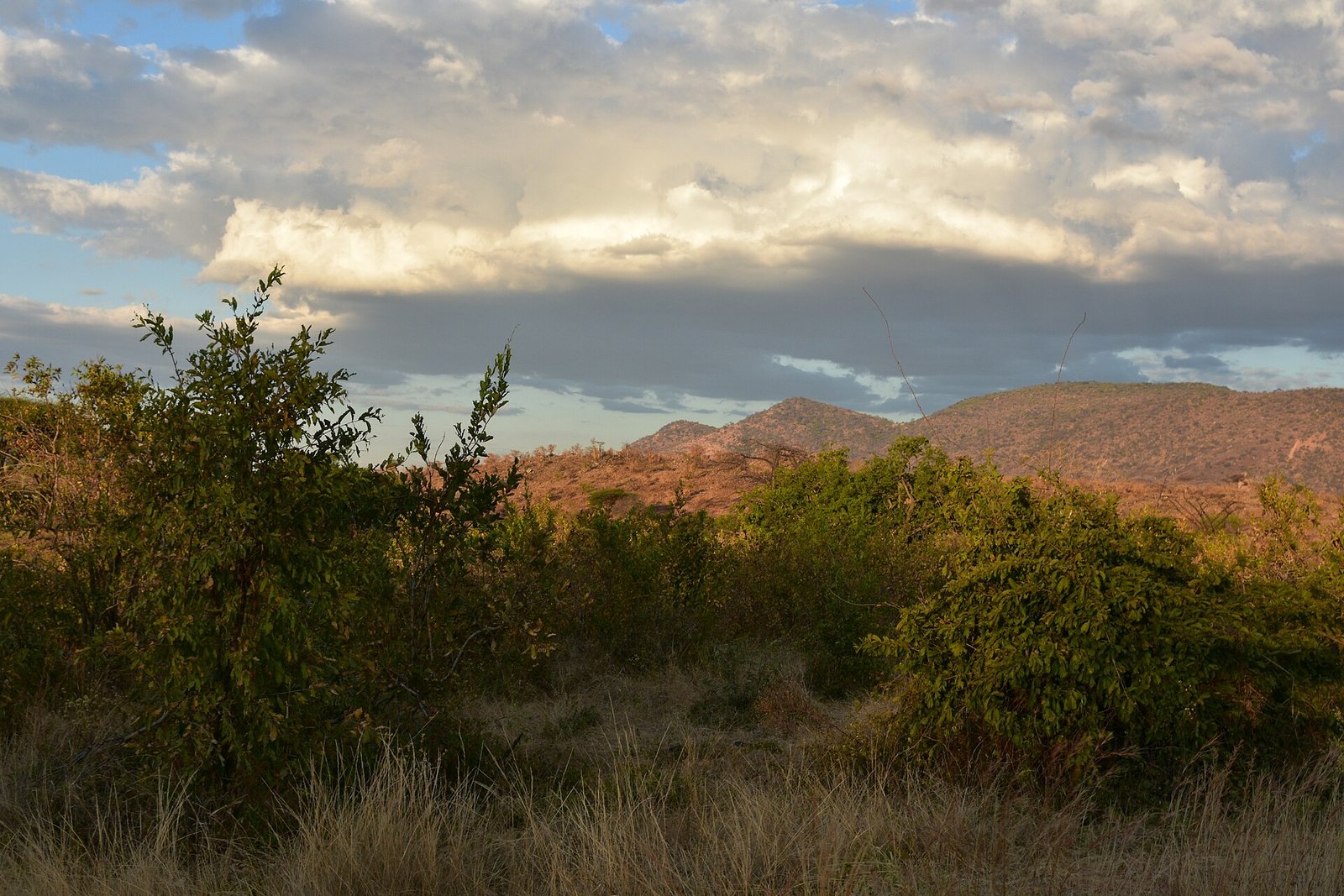 Lioness in Nyerere National Park, Tanzania