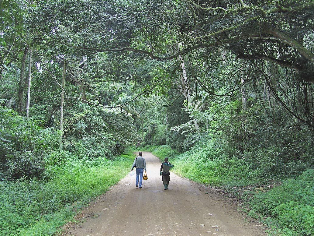 Lowland forest landscape in Semuliki National Park, Uganda