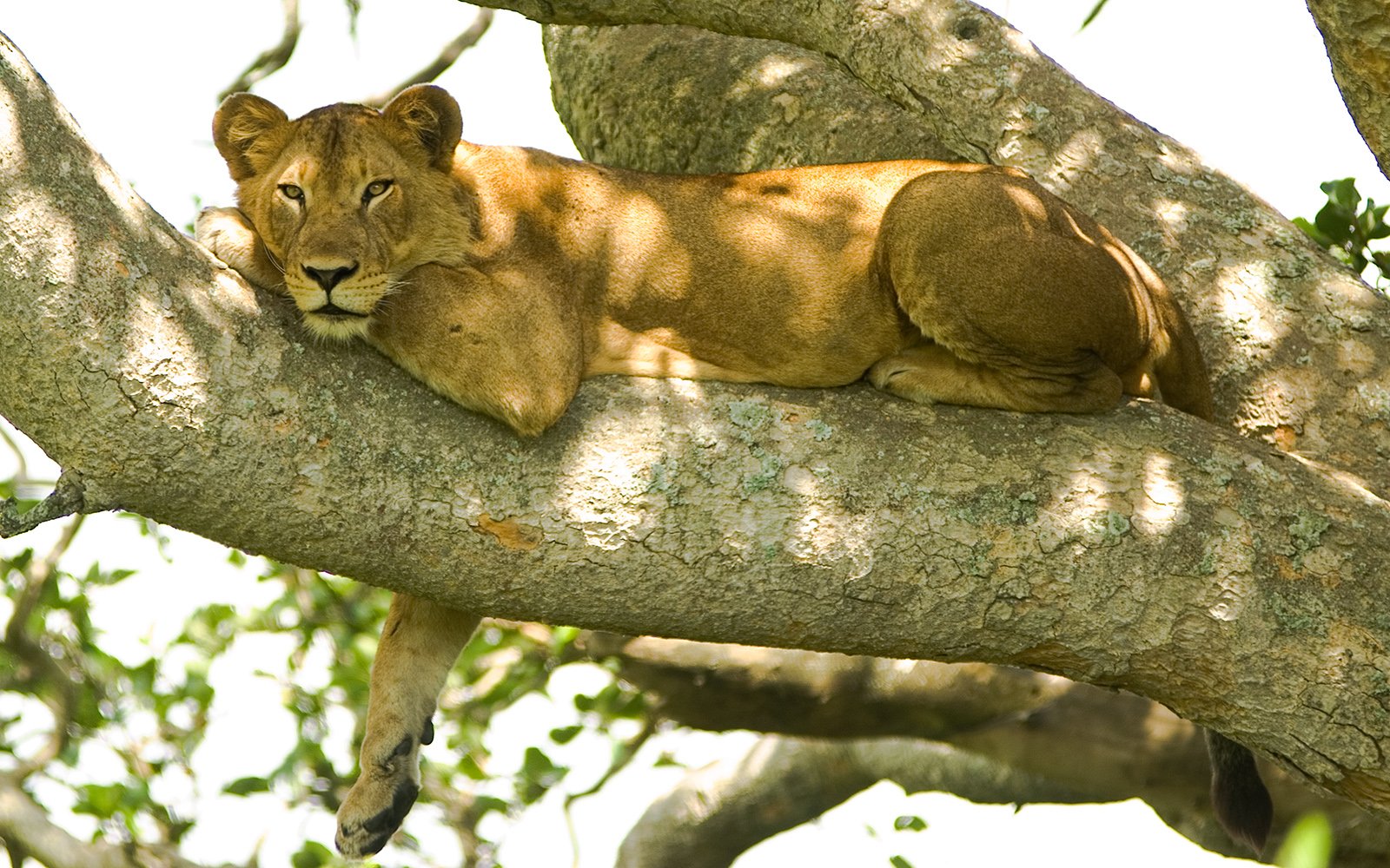 Tree-climbing lioness in the Ishasha sector of Queen Elizabeth National Park, Uganda