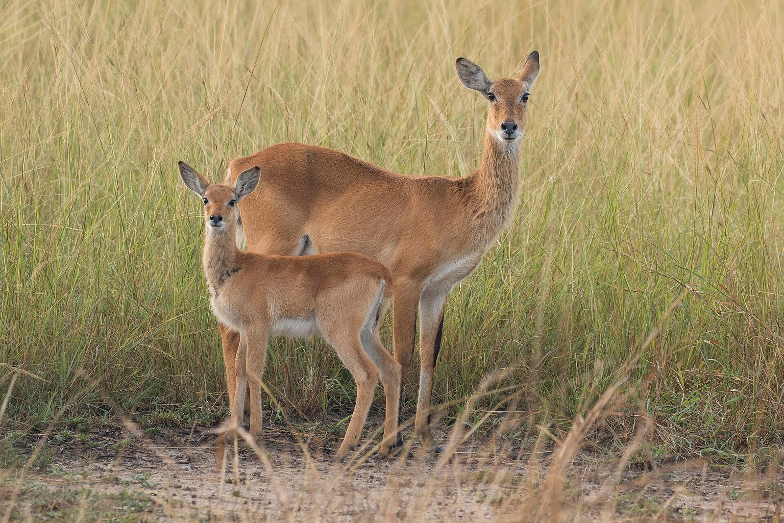 Ugandan kob mother and calf in Toro-Semuliki Wildlife Reserve, Uganda
