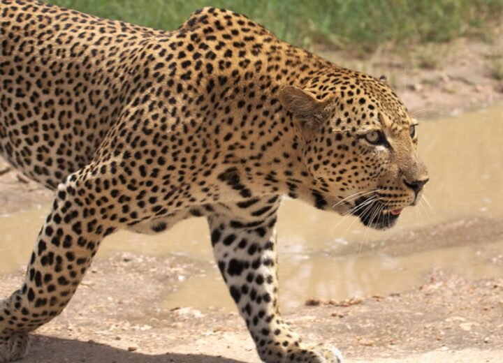 East African Safari Photography Guide