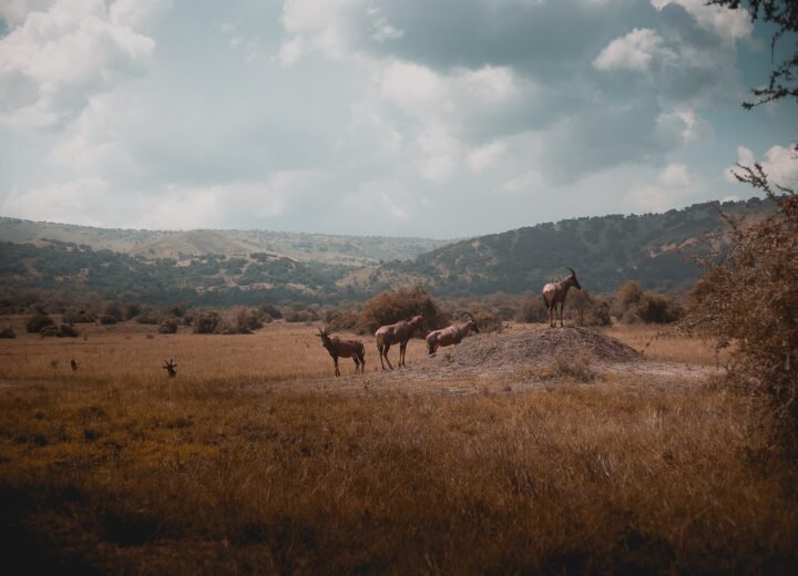 Akagera National Park