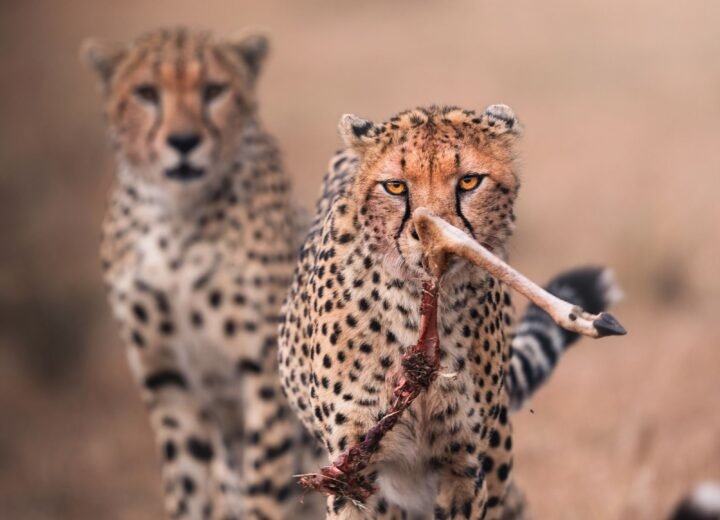 Best Kenya Safari Circuits for First-Time Visitors