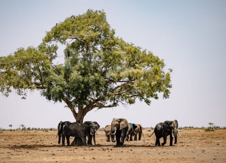 How to Choose Between Budget, Mid-Range and Luxury Safari