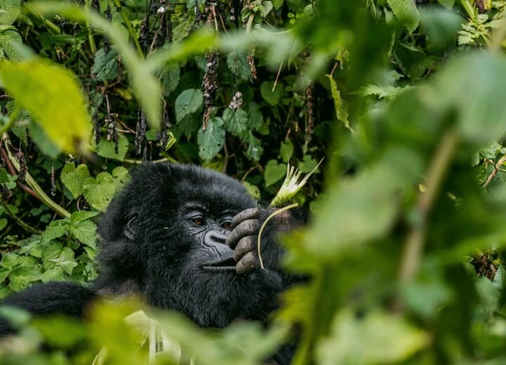 Bwindi Impenetrable National Park