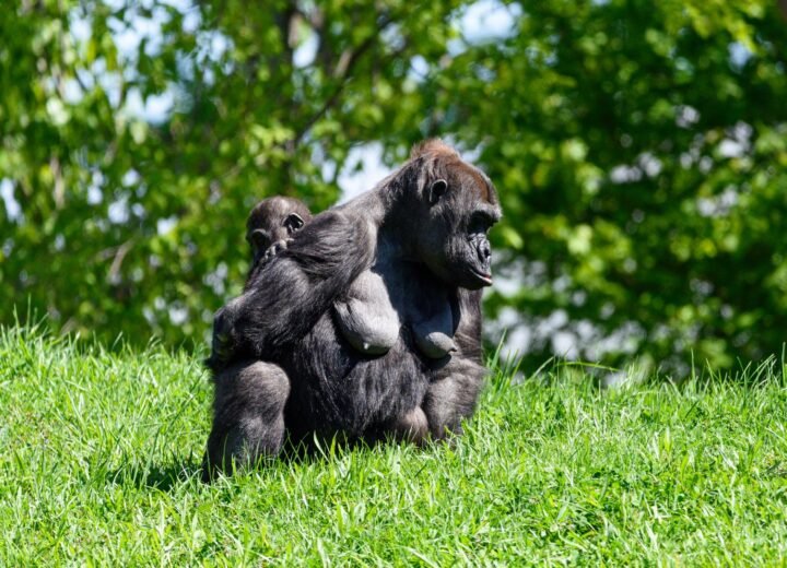 Bwindi or Mgahinga: Which Gorilla Park Fits You?