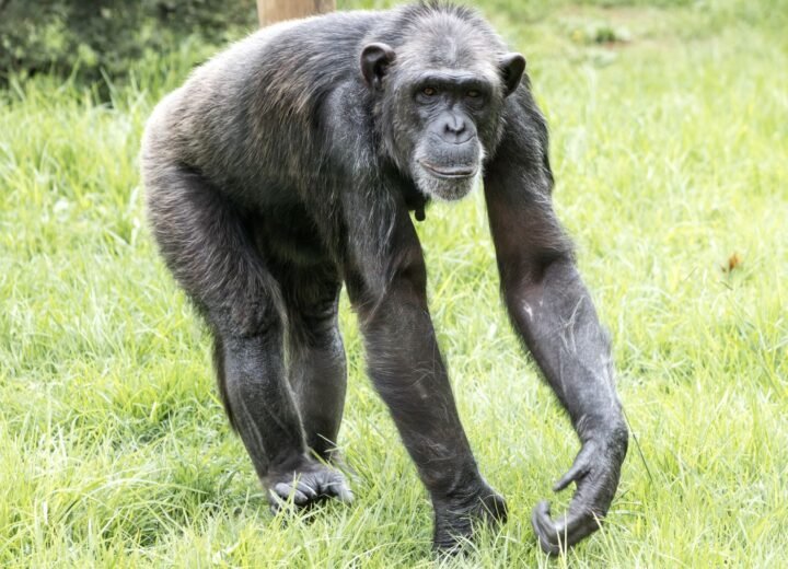Chimpanzee Trekking in Uganda and Rwanda