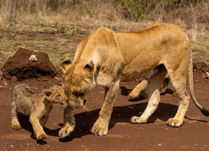 Family Safari Planning by Age