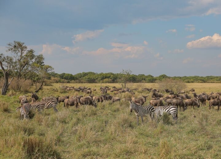 Understanding the Great Migration by Region