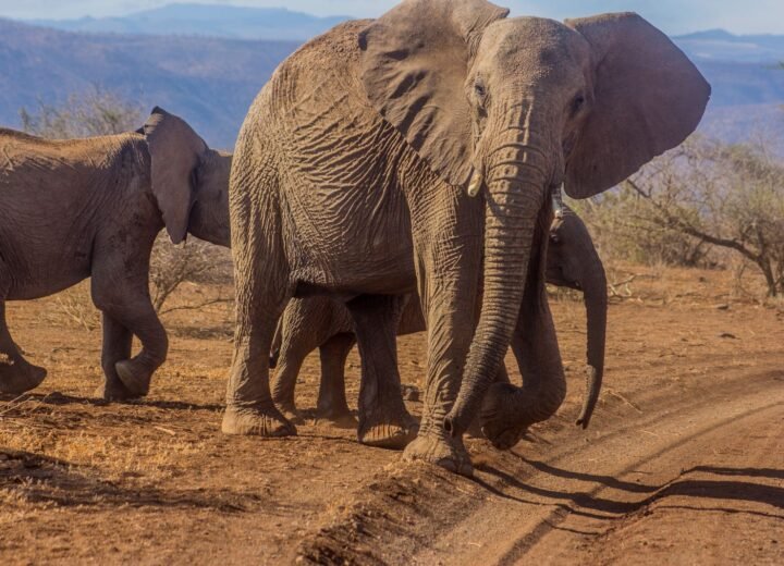 How Much Time Do You Need for a Safari?