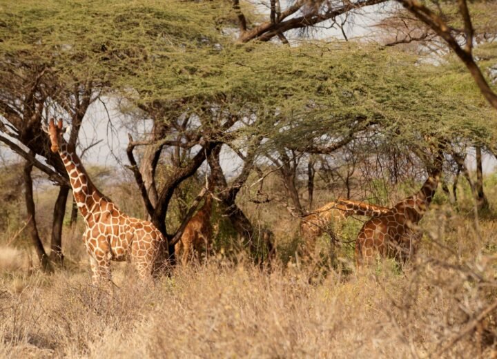 Kenya