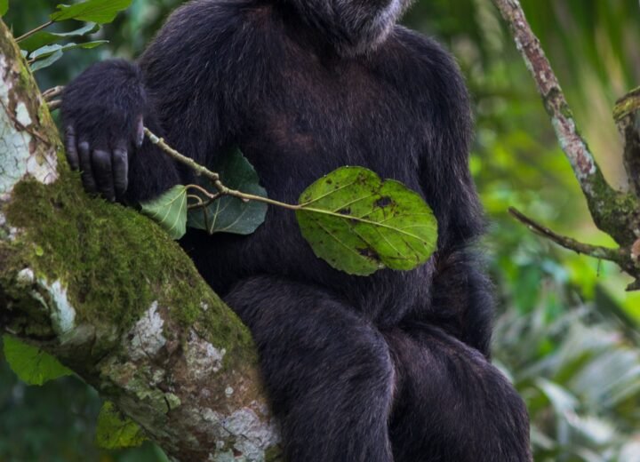 Kibale Forest National Park