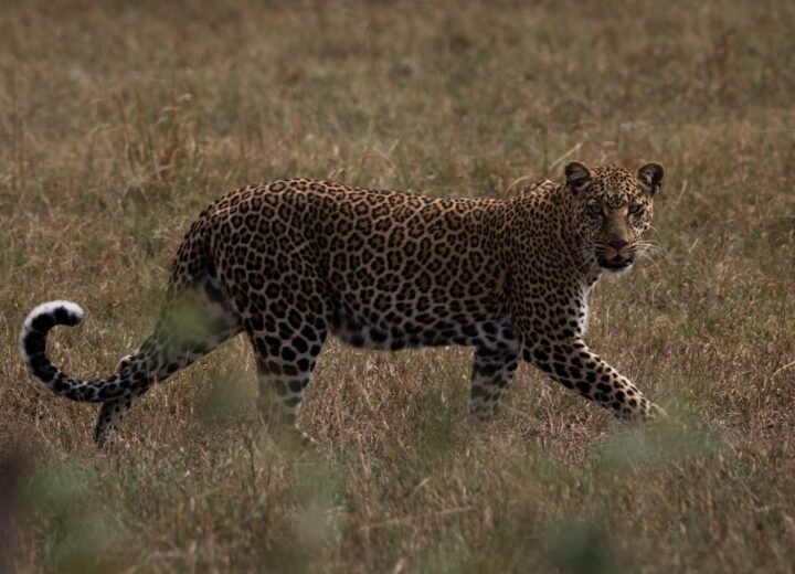 Lake Nakuru National Park