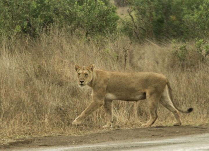 Luxury Safari or Midrange Safari: What Changes?
