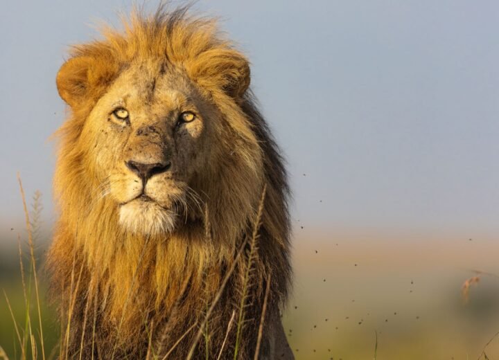 Maasai Mara