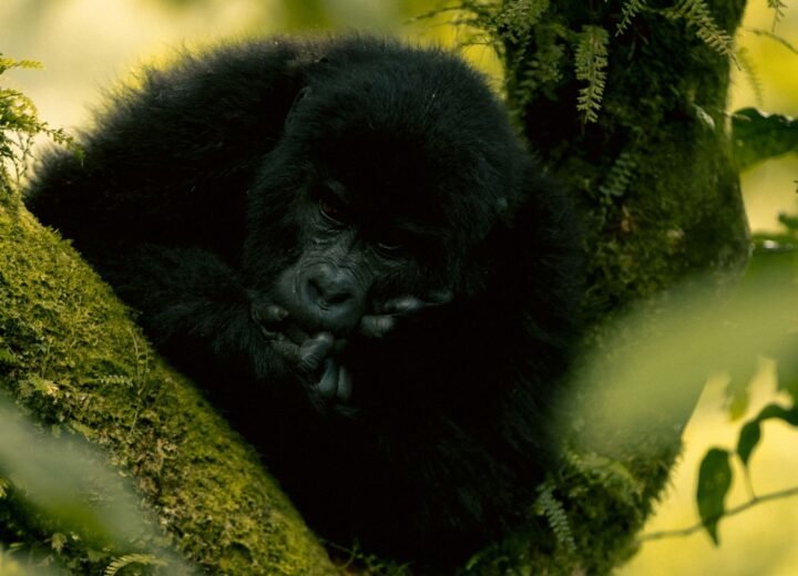 Mgahinga Gorilla National Park